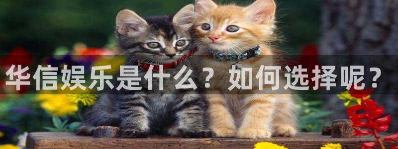 壹号注册入口app下载